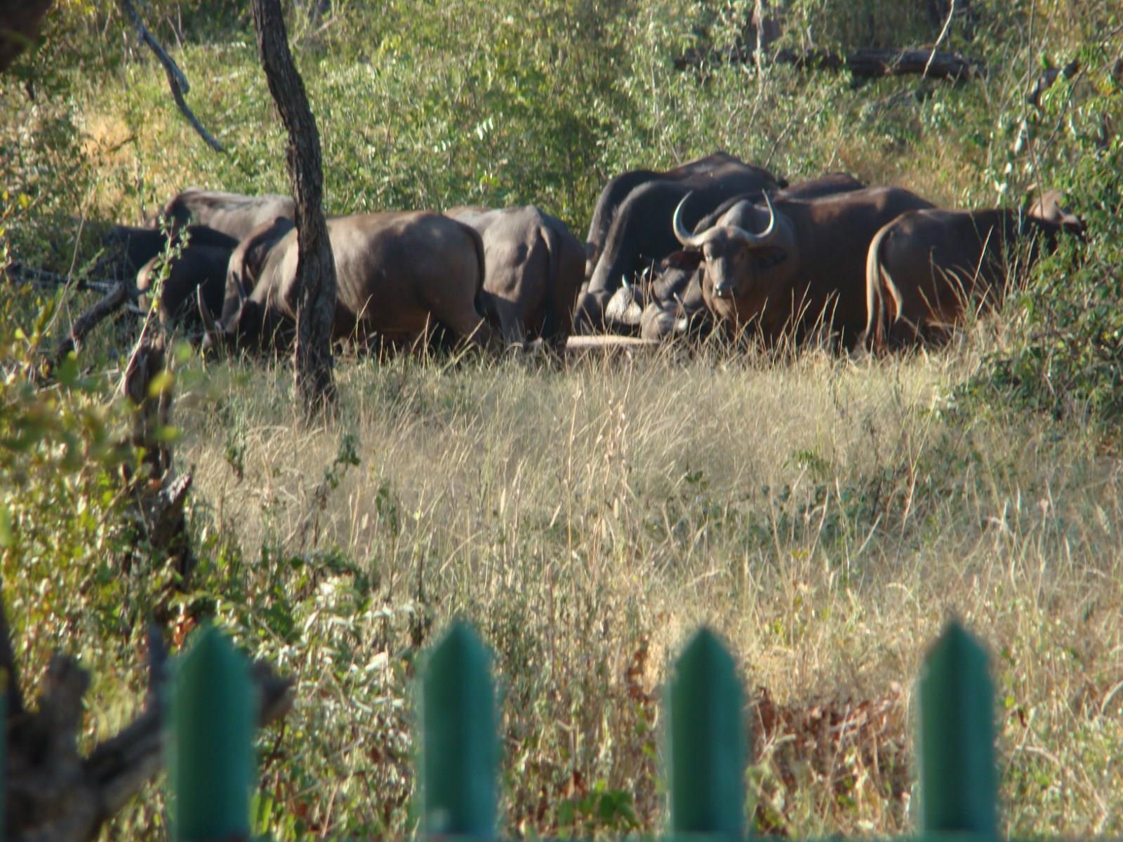 Muweti Bush Lodge Grietjie Game Reserve Exteriör bild