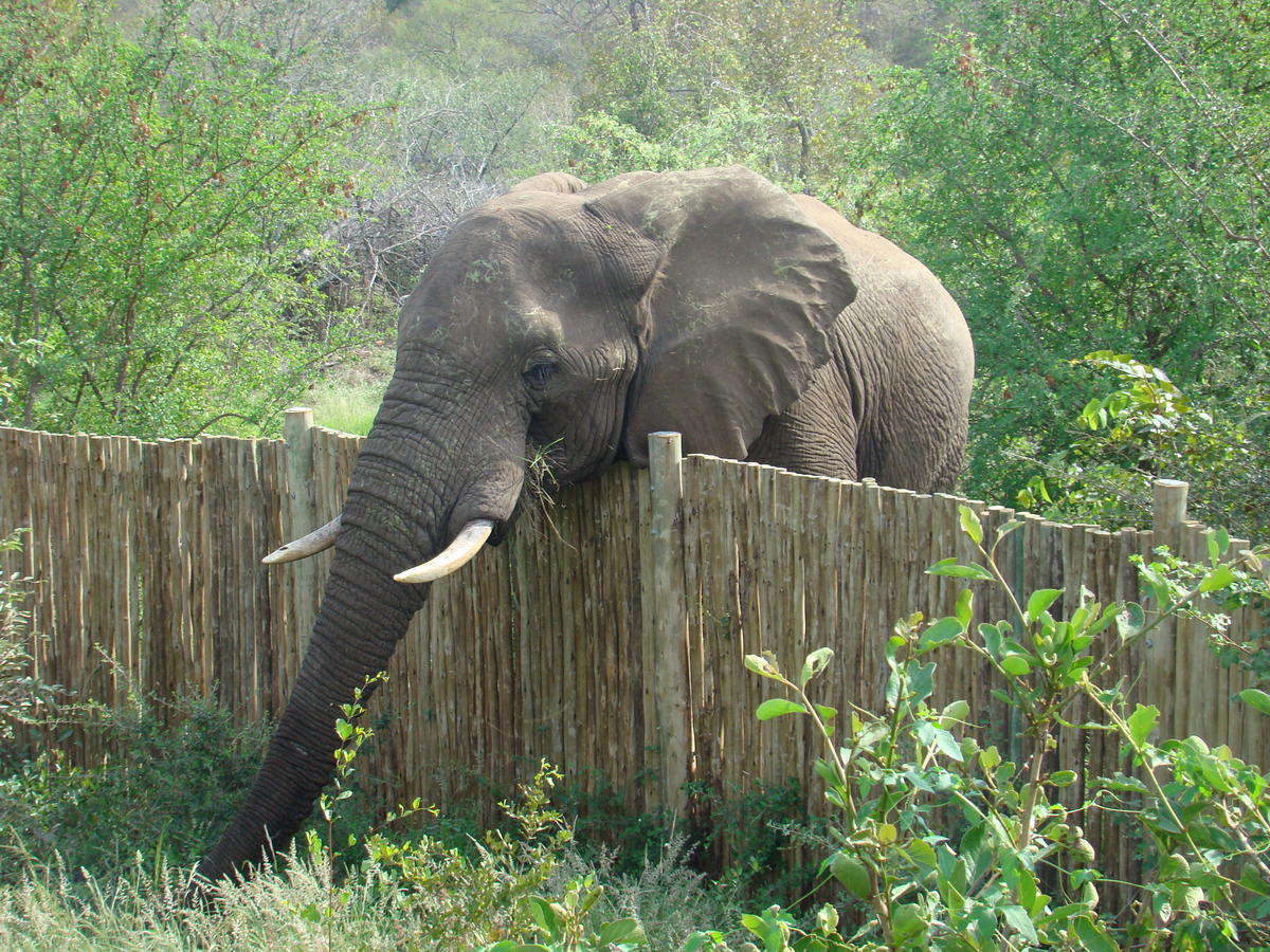 Muweti Bush Lodge Grietjie Game Reserve Exteriör bild